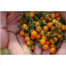 AJI CHARAPITA, 25 semi di peperoncino + OMAGGIO