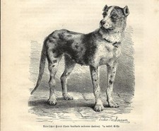 Stampa antica cane molosso - antica,