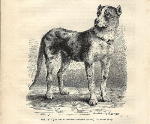 Stampa antica cane molosso - antica,