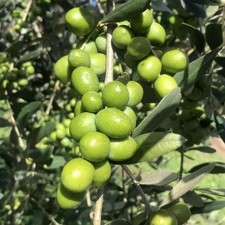 Pianta ulivo leccio del - leccio,