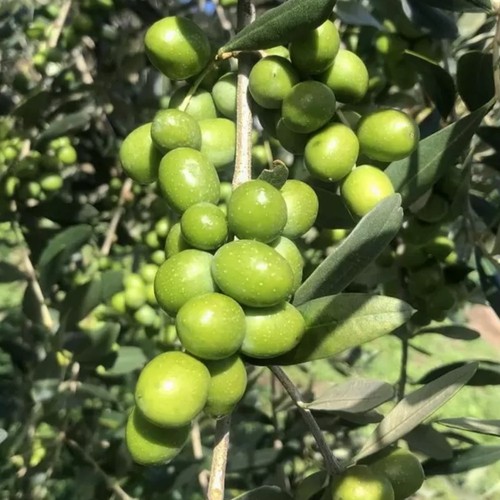 Pianta ulivo leccio del - pianta, di