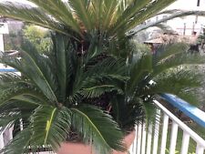 Cycas femmina in fiore con quattro polloni alla base.La pianta ha più di 40 anni