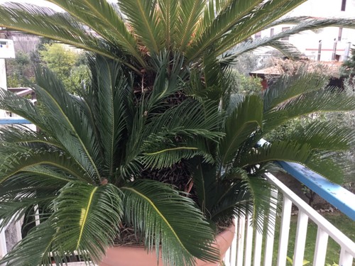 Cycas femmina fiore con - cycas,