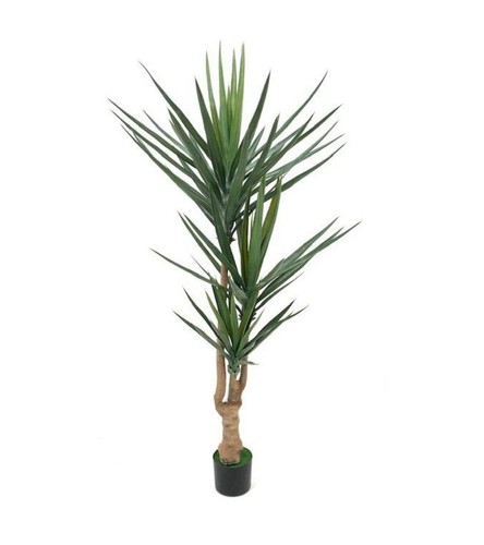Pianta ornamentale yucca - yucca, 180