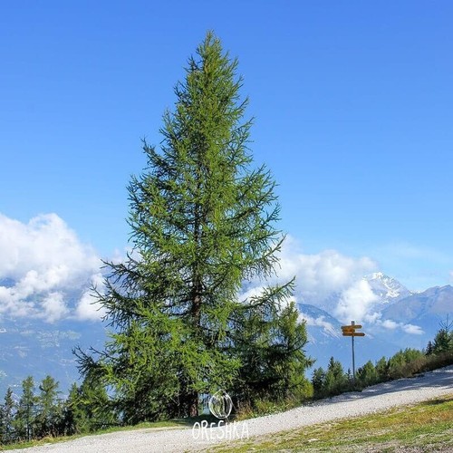Siberian larch larix - larch, (larix