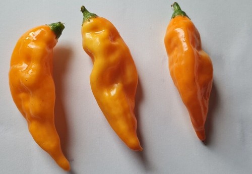Aji habanero polvere - aji,