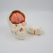 Didattica Scienza Medica 1:1