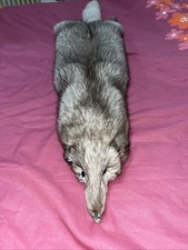 Collo Stola Scialle Pelliccia