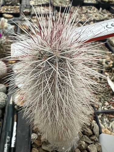 Echinocereus canus radice
