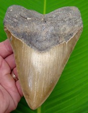 Dente di squalo MEGALODON 6,06" VERO FOSSILE - 100% NATURALE - XL GRANDE bestia massiccia!