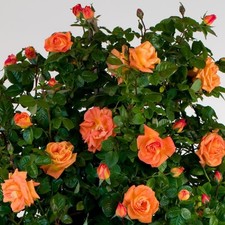 Pianta ROSA LOUIS DE FUNES ®