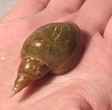 4 Lumaca SPECIE GRANDE,Acquario e Laghetto Lymnaea Stagnalis  -Lumache ANTI ALGA