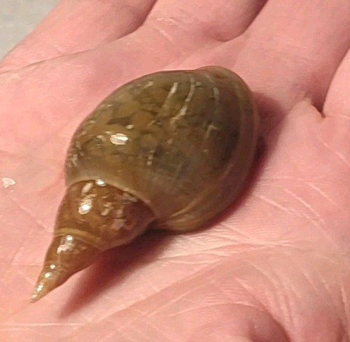 Lumaca lymnaea specie grande - 4,