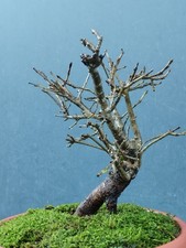 Bonsai Frassino Robusta