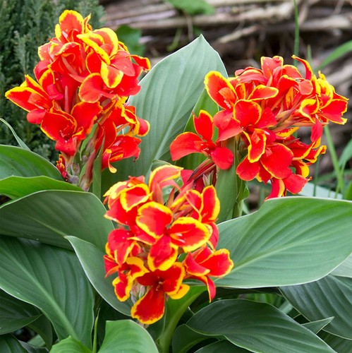 Semi canna indica - semi, di