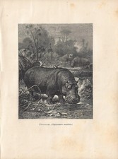 Stampa antica IPPOPOTAMO