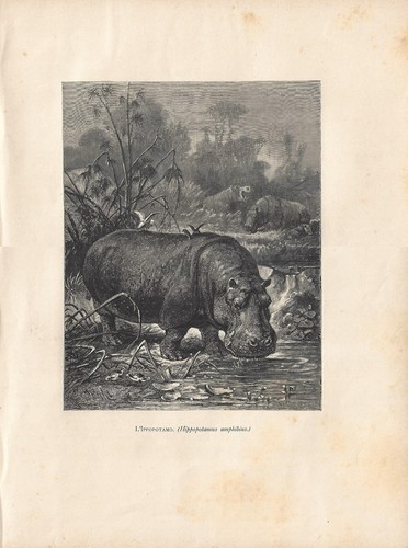 Stampa antica ippopotamo - stampa,