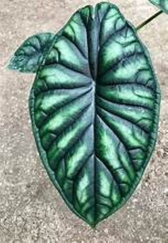 Dragon scale alocasia baginda - dragon,