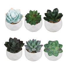 Set piante grasse - set, 6