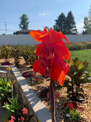 Very rare giant red - very,