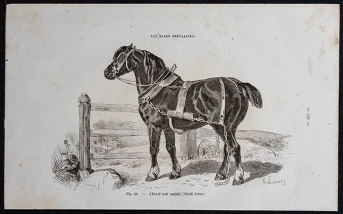 1882 cavallo nero inglese - 1882,