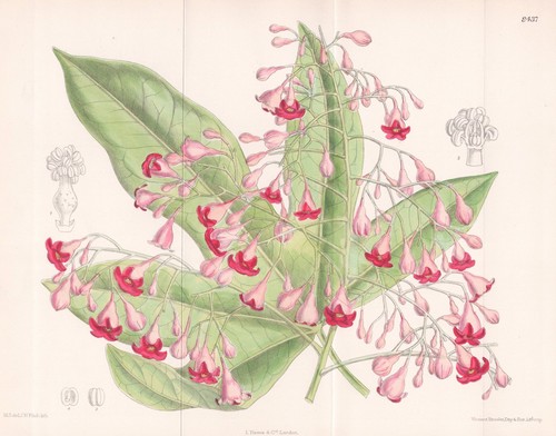 Brachychiton acerifolius
