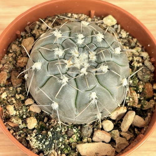 Gymnocalycium berchtii pot - berchtii,