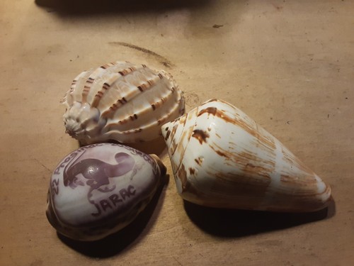 Grandi bellissime conchiglie - 3,