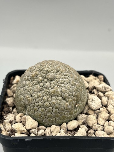 Big pseudolithos migiurtinus - big,