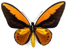 ORNITHOPTERA CROESUS LYDIUS FORMA MASCHILE DA HALMAHERA ISL.