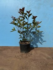 Nuova Photinia red robin