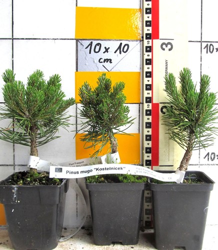 Pinus mugo kostelnicec - mugo, "kostelnicec"