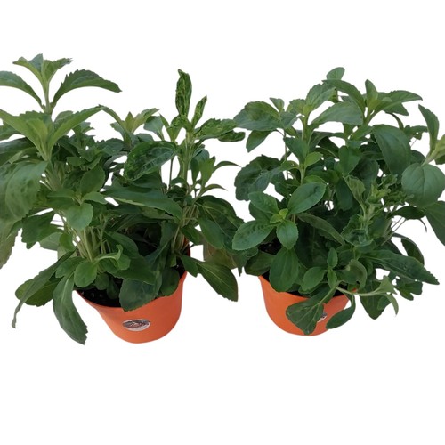 Piantine stevia piante in - piantine,