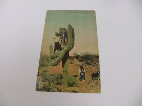 Cartolina sahuaros cactus - cartolina,