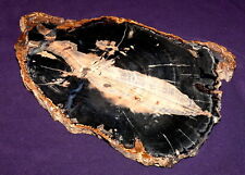 Legno Pietrificato Blu