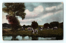 Springtime Cows on Pasture