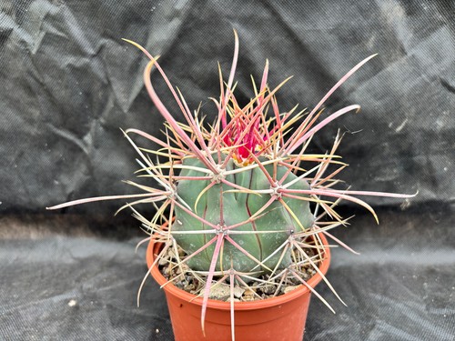 Ferocactus viscainensis - ferocactus,