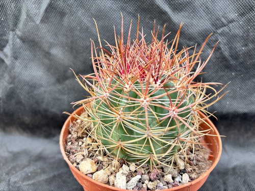 Ferocactus viridescens - viridescens, v