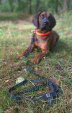 Guinzaglio a tracolla