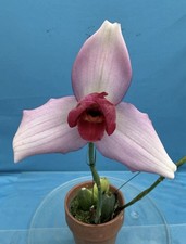 Lycaste Soft Pink (Shoalhaven