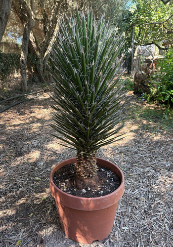 Yucca filifera pianta - yucca,