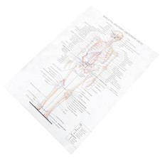 1pc Anatomical Poster Anatomia