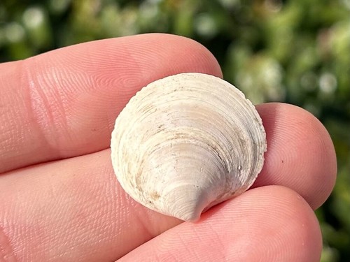 Florida fossil bivalve - florida,