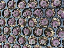 Sulcorebutia rauschii - sulcorebutia,