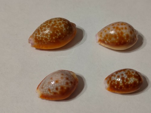 Conchiglia shell cypraea - cypraea, naria