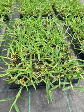 Prato Verde Gramignone