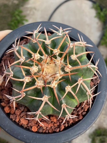 Rara pianta succulenta