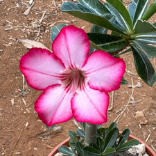 ADENIUM OBESUM - APOCYNACEAE - VASO Ø17