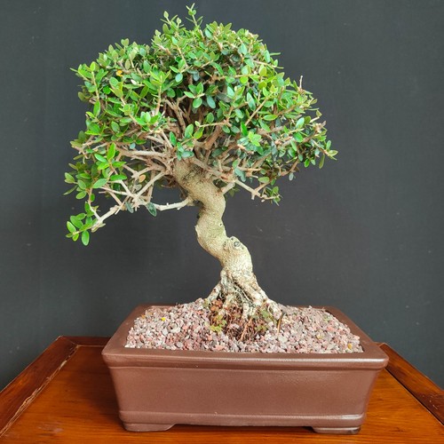 Bonsai olivastro - bonsai, di
