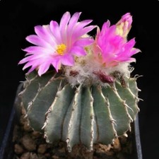 Pianta cactus succulenta - pianta, di